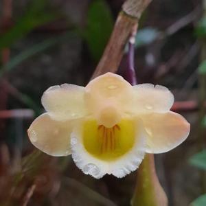 Dendrobium lampongense