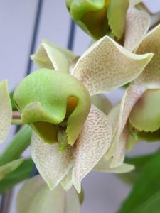 Catasetum albovirens