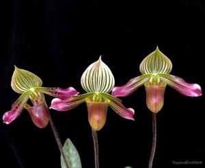 Paphiopedilum urbanianum