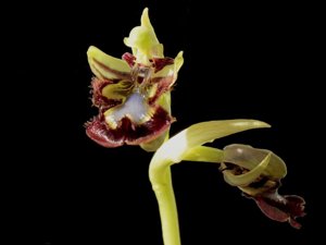 Ophrys speculum