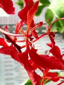 Renanthera imschootiana