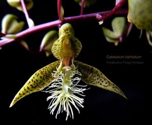 Catasetum barbatum