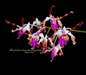 Dendrobium lasianthera