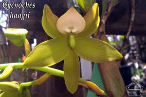 Cycnoches haagii