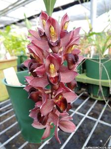 Catasetum cirrhaeoides