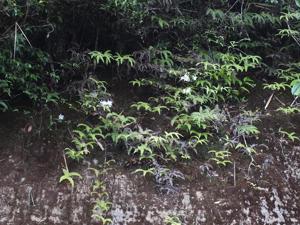 Dendrobium infundibulum