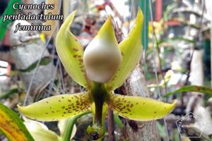 Cycnoches pentadactylon