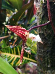 Gongora quinquenervis