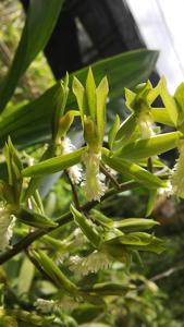 Catasetum cristatum