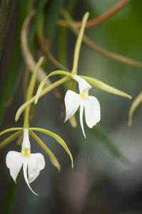 Epidendrum falcatum