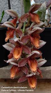 Catasetum denticulatum