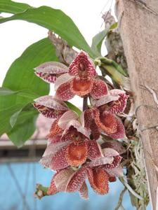 Catasetum denticulatum