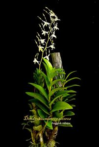 Dendrobium strepsiceros