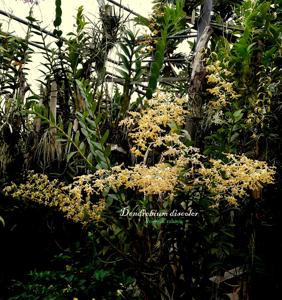 Dendrobium discolor