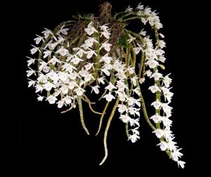 Dendrobium polyanthum