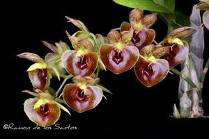 Catasetum expansum