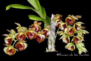 Catasetum expansum