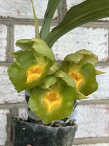 Catasetum expansum