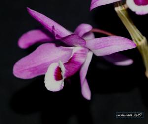 Dendrobium lituiflorum