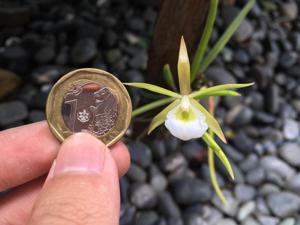 Brassavola ceboletta