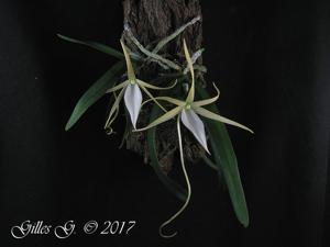 Angraecum elephantinum