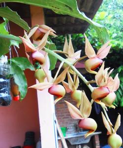 Catasetum fuchsii