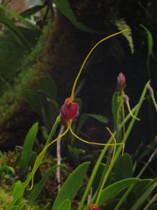 Masdevallia trochilus