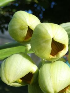 Catasetum globiflorum