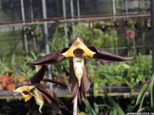 Catasetum gnomus