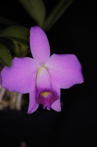 Cattleya praestans