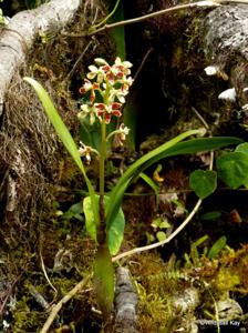 Prosthechea hartwegii
