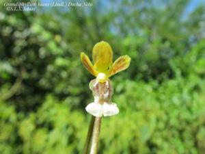 Grandiphyllum hians