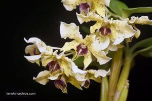 Dendrobium atroviolaceum