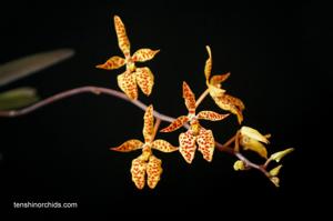 Renanthera monachica