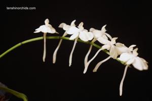 Aerangis citrata