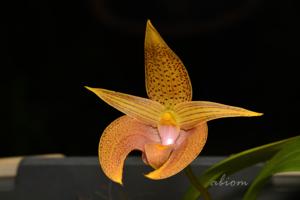 Bulbophyllum lobbii