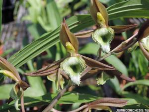 Catasetum juruenense