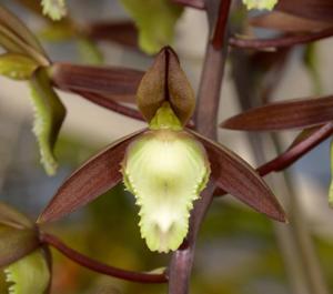 Catasetum juruenense