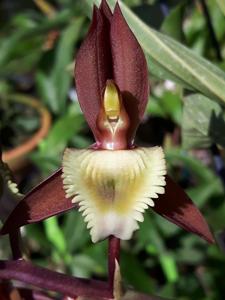 Catasetum juruenense