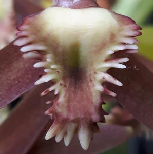 Catasetum juruenense