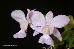 Cattleya nobilior