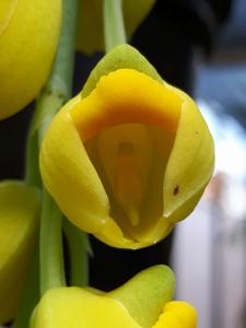 Catasetum kraenzlinianum