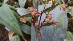 Scaphyglottis longicaulis