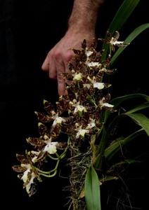 Oncidium maculatum