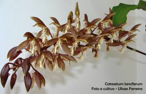 Catasetum lanciferum