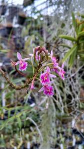 Epidendrum calanthum