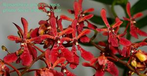 Renanthera philippinensis