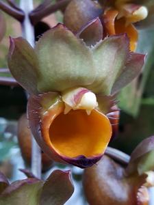 Catasetum longifolium