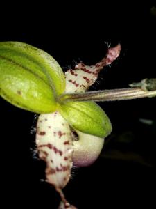 Paphiopedilum dodyanum
