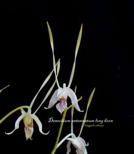 Dendrobium antennatum